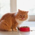 Корм для кошек "Флатазор": особенности, состав, отзывы