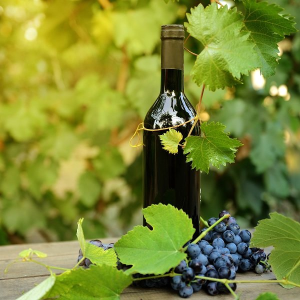 винные сорта винограда неукрывные